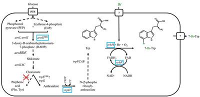 Bromination of L-tryptophan in a Fermentative Process With Corynebacterium glutamicum